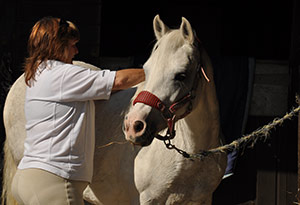 Horse in livery
