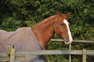 Advanced Dressage